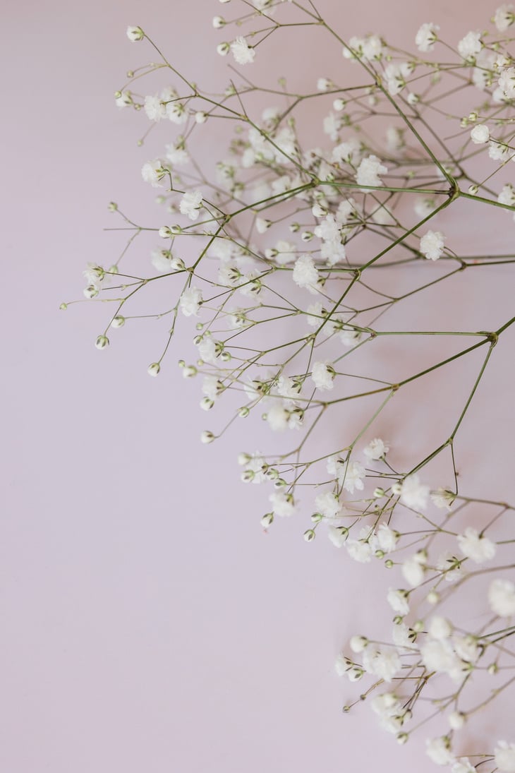 Baby's Breath on a Table